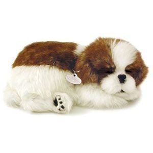 petzzz shih tzu petzzz shih tzu petzzz shih tzu petzzz shih tzu